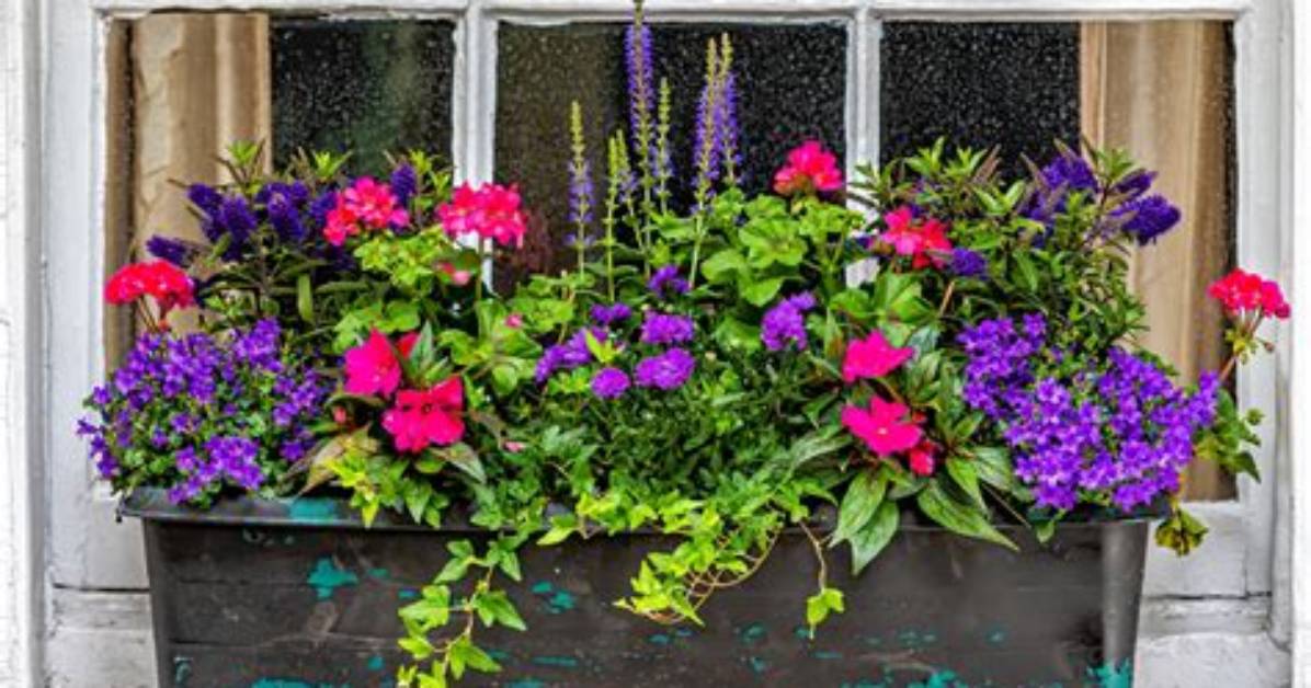 No-One Does Window Box Flowers Quite Like the Austrians