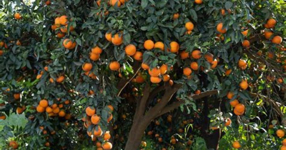 Nules Clementine Tree