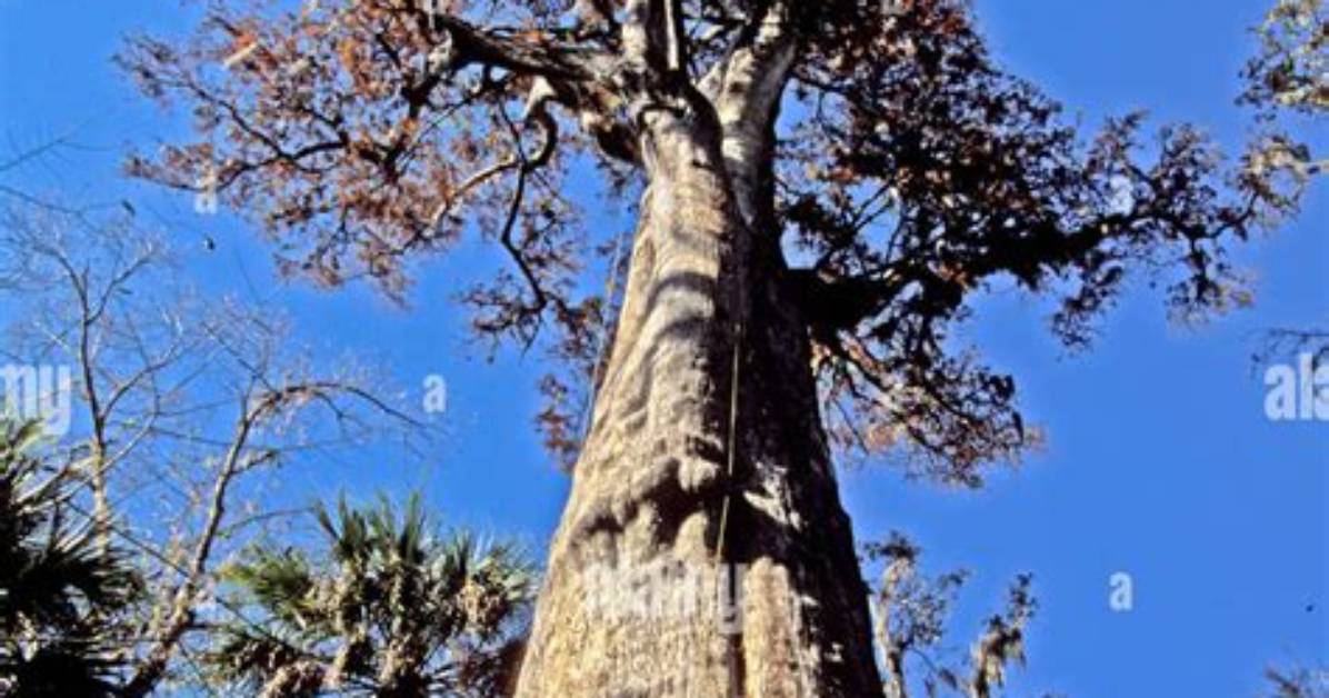Oldest Tree in Florida