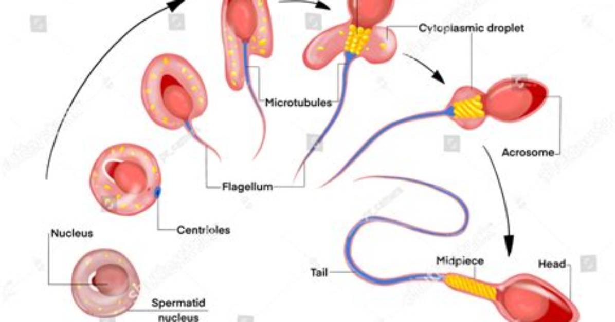 On Cycle Sperm Production?