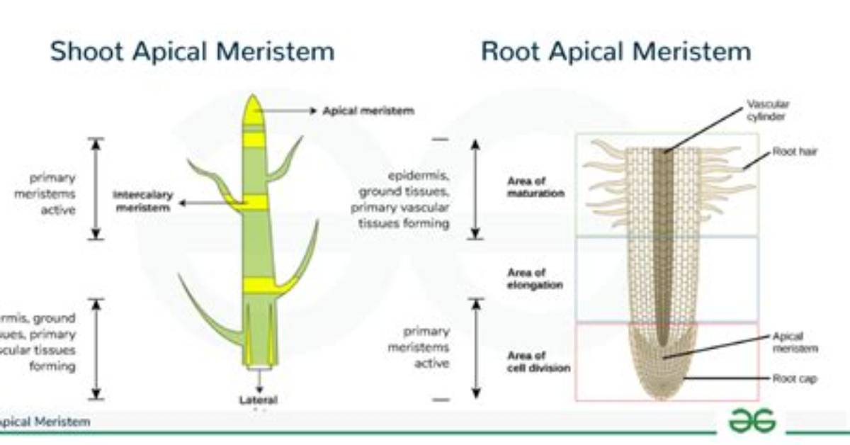 On Root Apical Meristem?