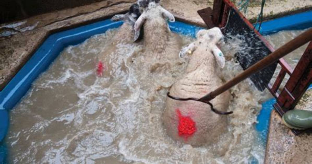 On the Sheep Dip?