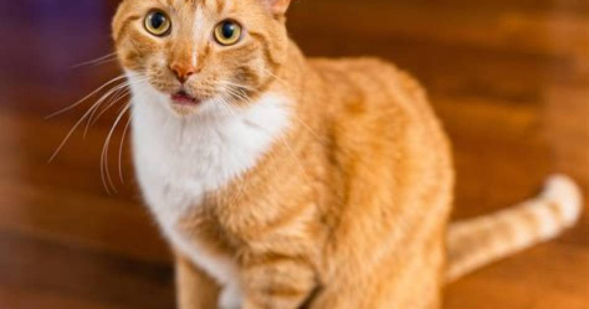 Orange Cat Behavior: Experts Explain