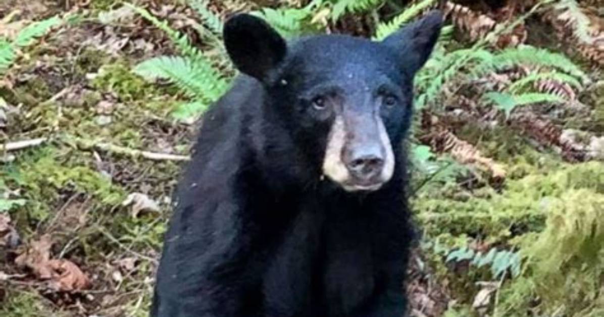 Oregon Wildlife Officials Euthanize Black Bear Cub After It Became Too Friendly with Humans