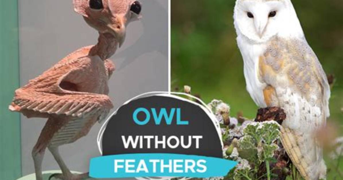 Owl Without Feathers - How to Discuss