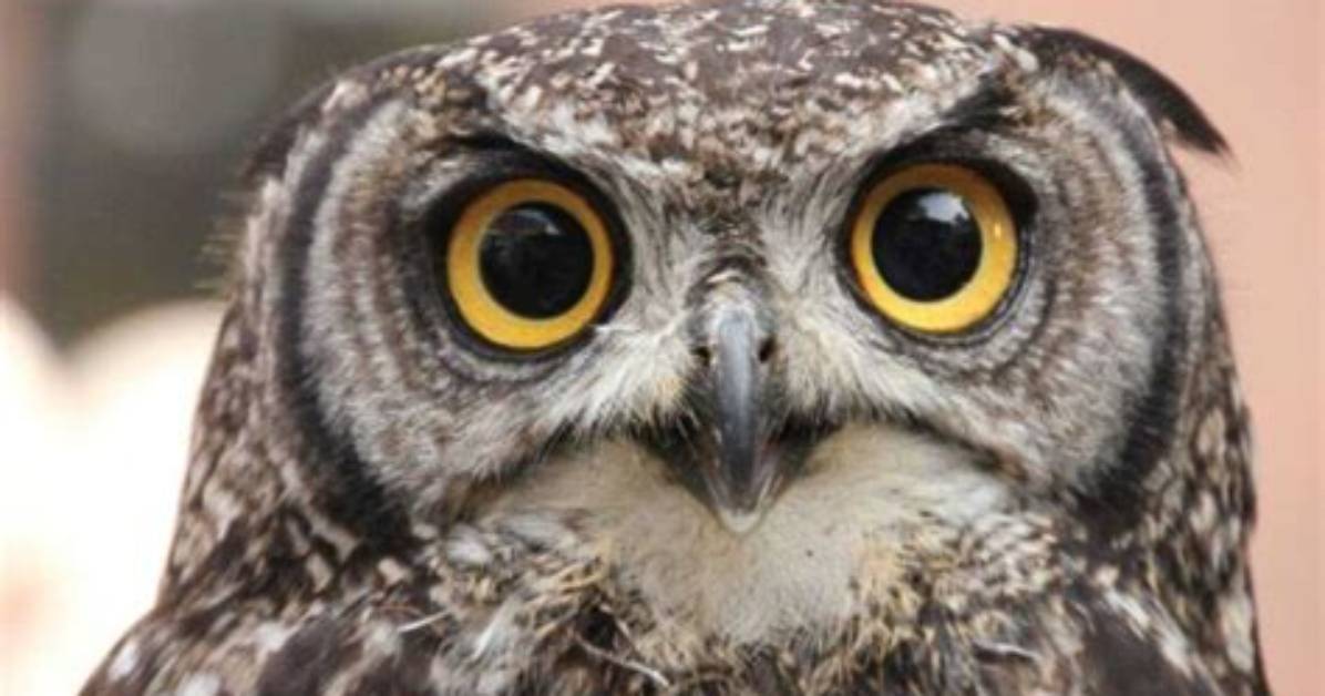 Owls Hooting Not a Message of Bad Luck, It's Bird's Survival Skill