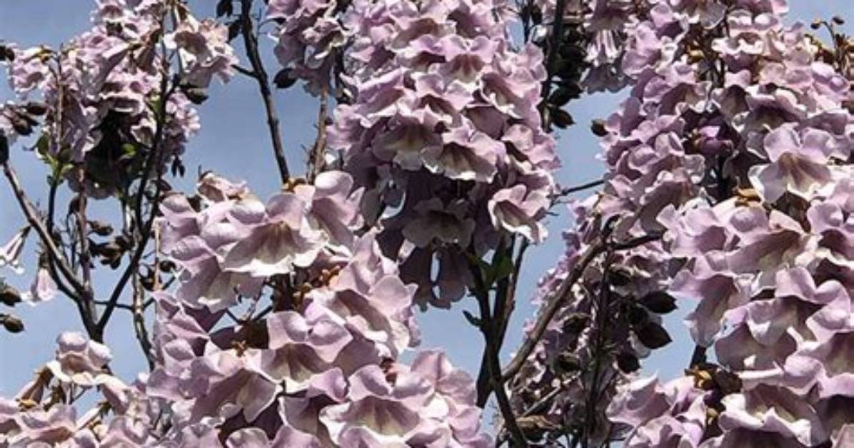 Paulownia Tree - How to Discuss