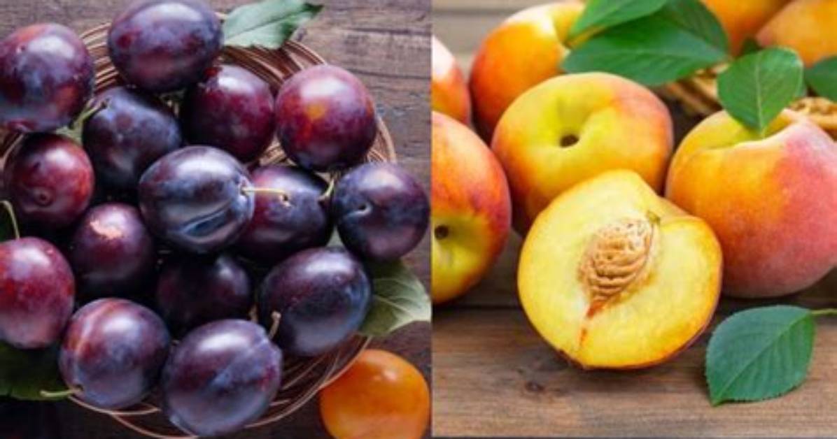 Peach Plum Fruit