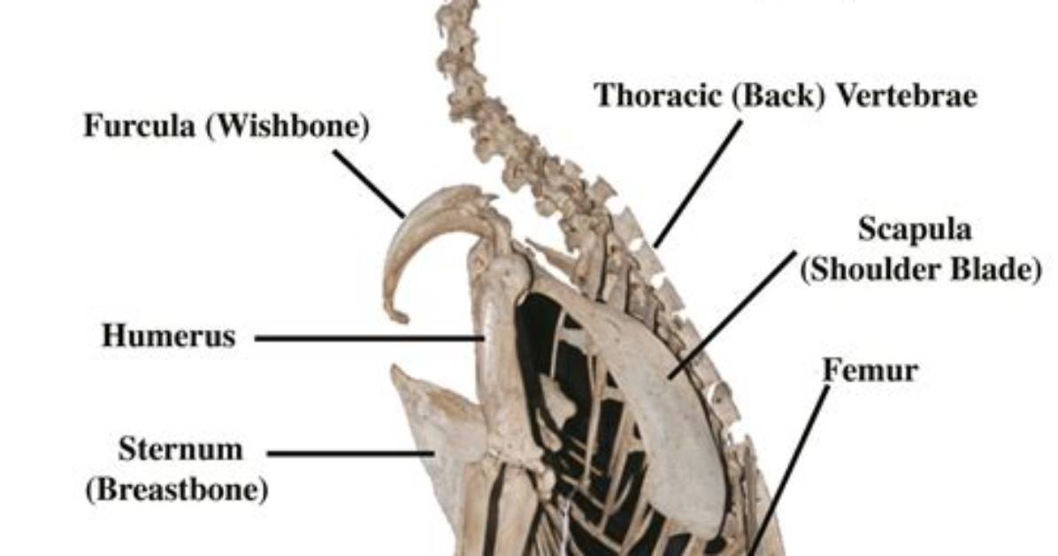 Penguin Bone Structure