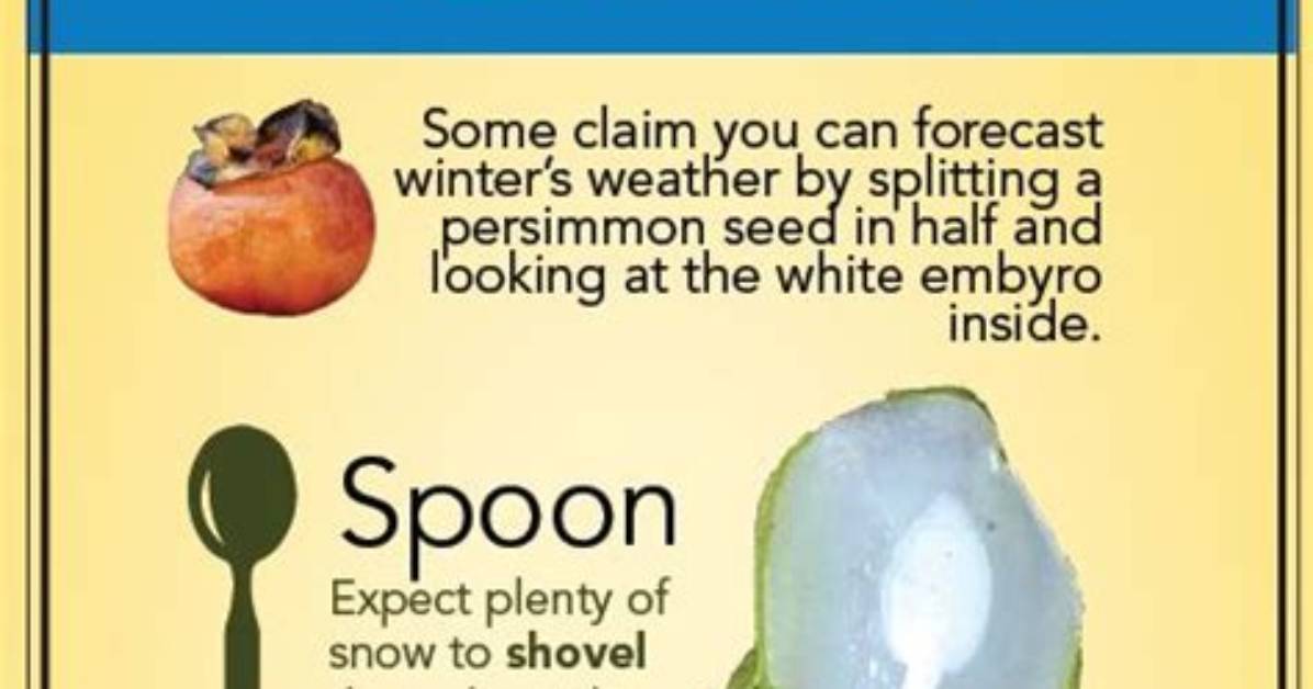 Persimmon Seed Meaning