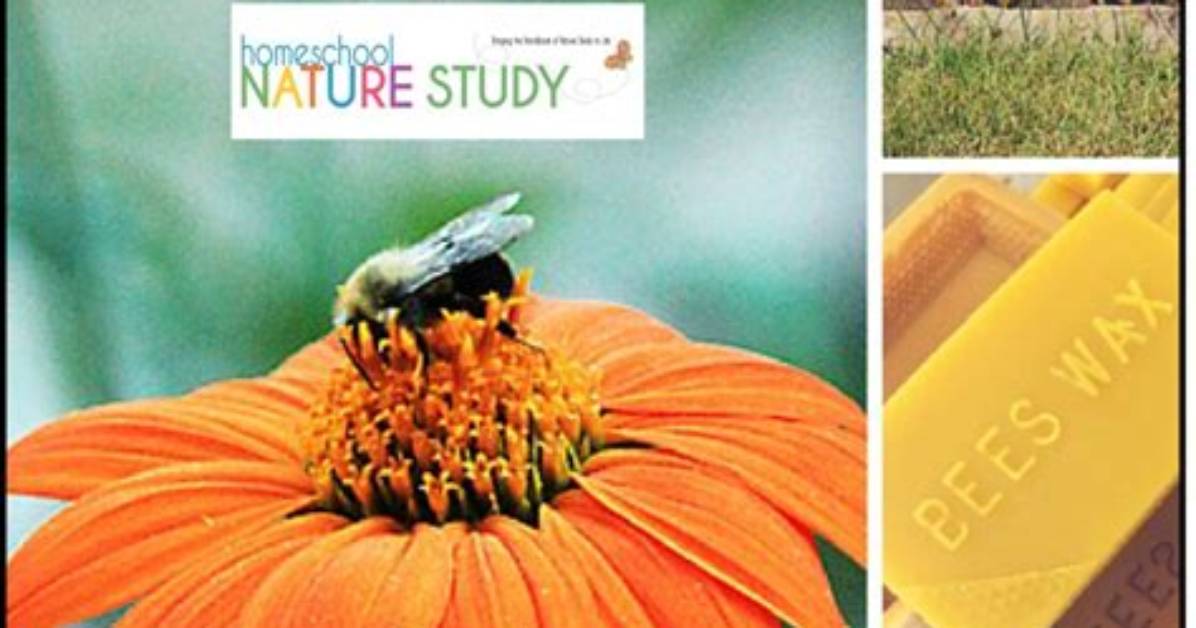 Person Who Studies Bees - Lisbd-Net. Com