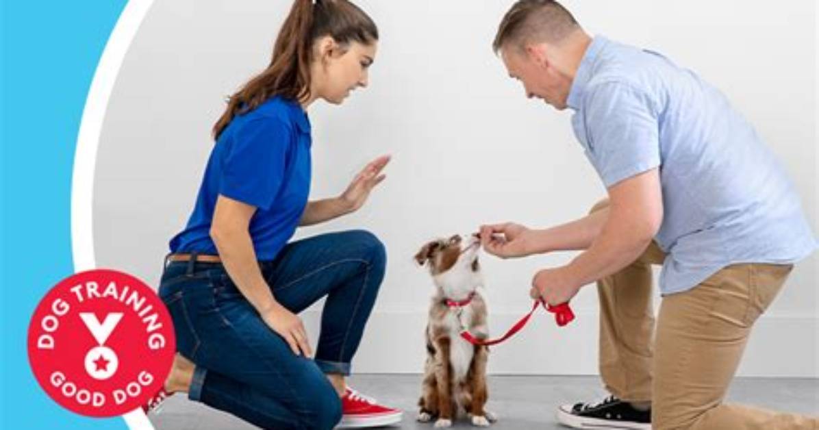 Petsmart Dog Training Collars