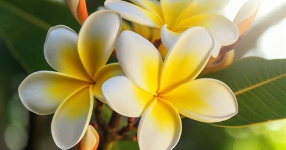 Pikake Flower