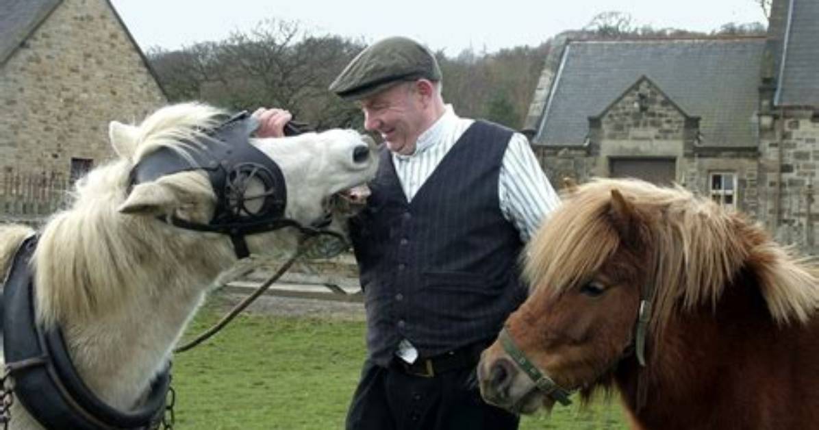 Pit Ponies | Co-Curate