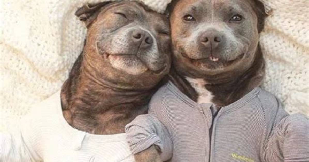 Pitbull Brothers Darren & Phillip and The_Blueboys Fight Breed Specific Legislation in Pyjamas