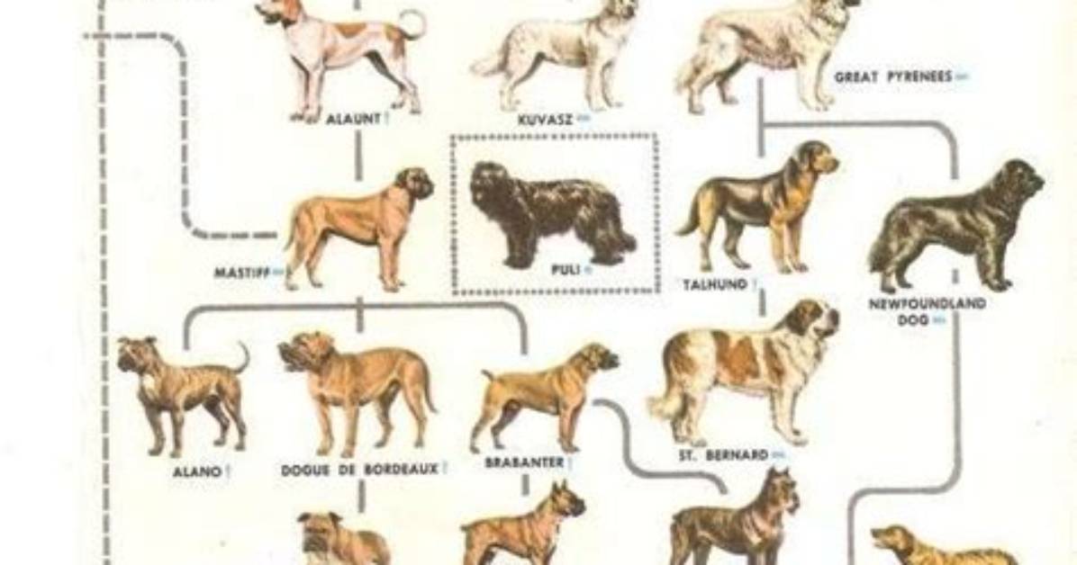 Pitbull – Family, Family Tree