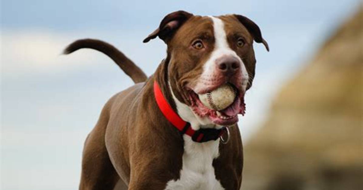 Pitbull