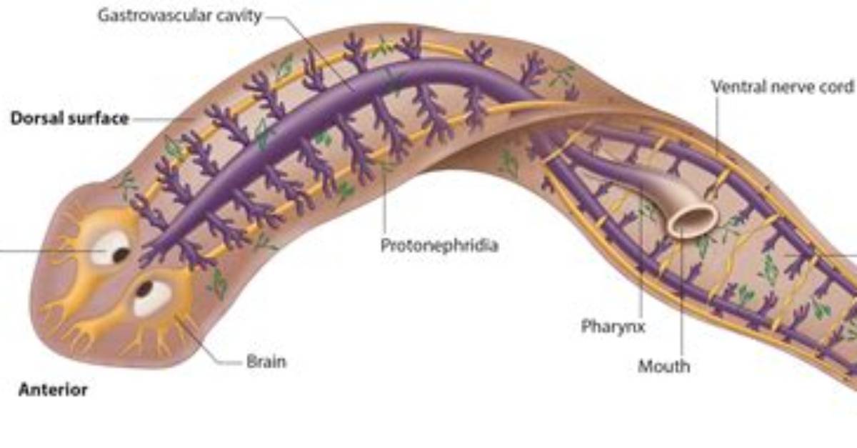 Planaria Diagram Quiz