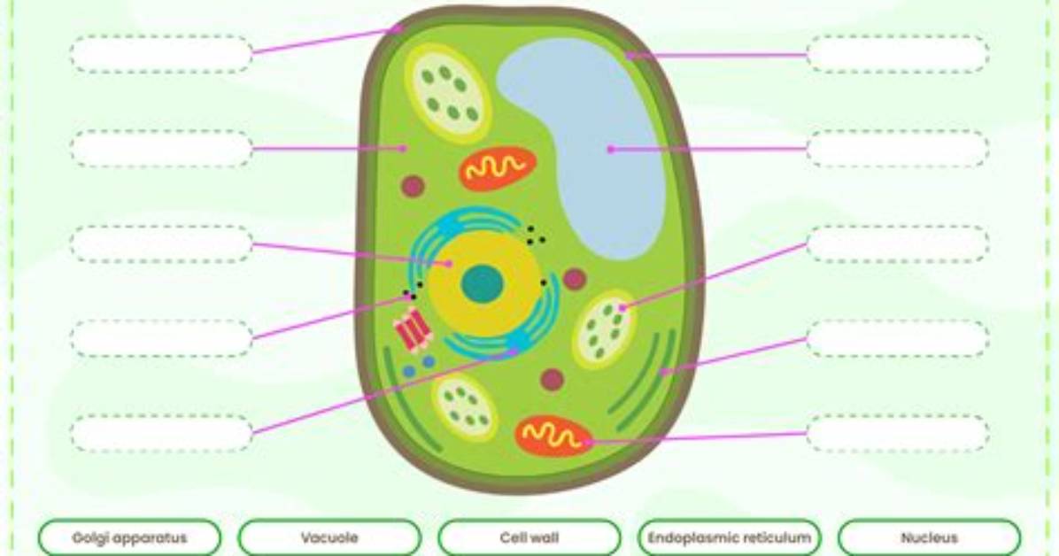 Plant Cell Organelles Labeling Interactive Quiz