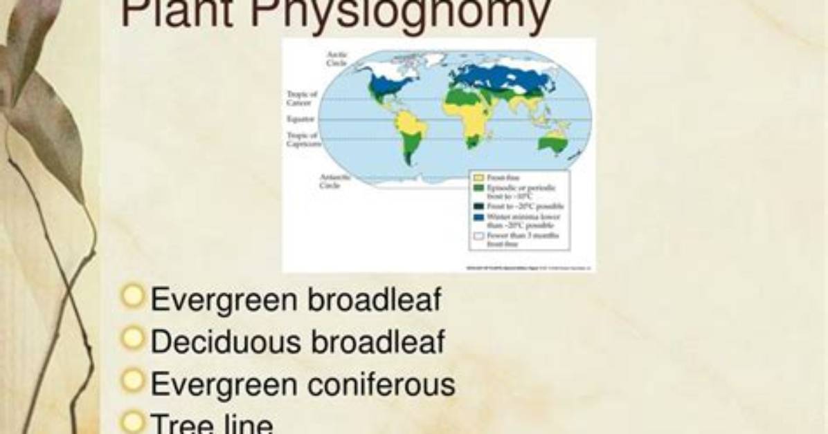 Plant Physiognomy Definition - How to Discuss