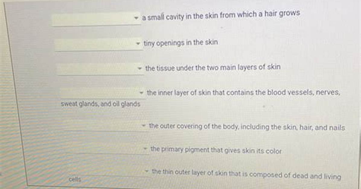 (Plural) Tiny Openings in Skin: Figgerits Answer + Phrase