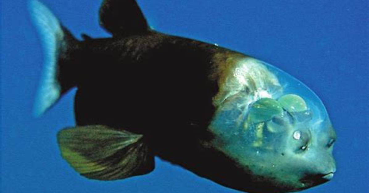 Poisson Revenant