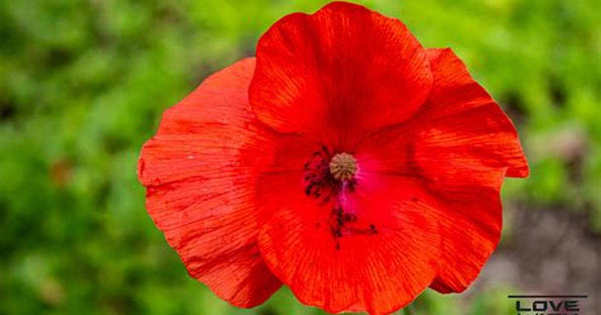 Poppy