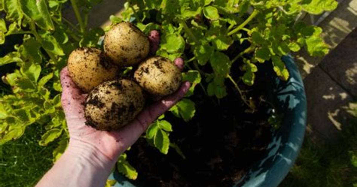 Potatoes in Pots