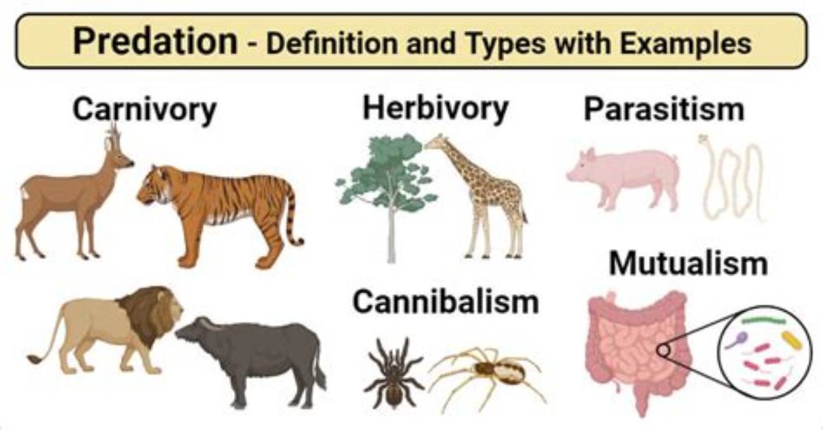 Predation Is an Interaction Between Two Species Best Described How