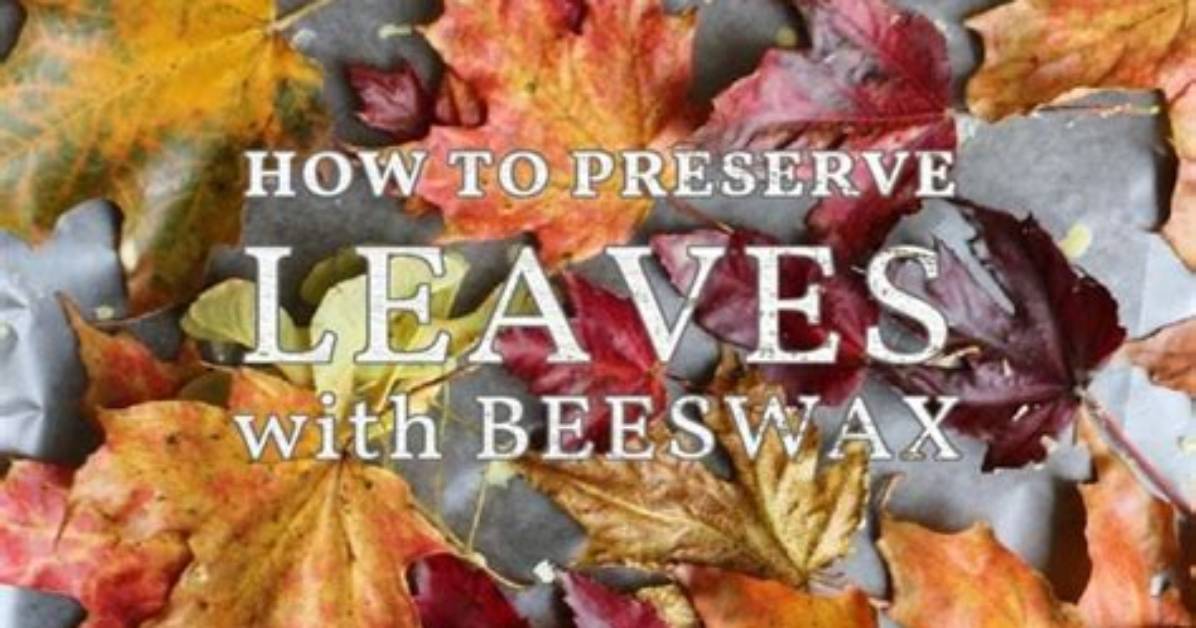 Preserve Fall Colors with a Diy Beeswax Leaf Garland
