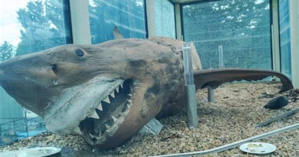 Preserved Great White Shark Abandoned at Wildlife Park Is Being Restored After Rescue