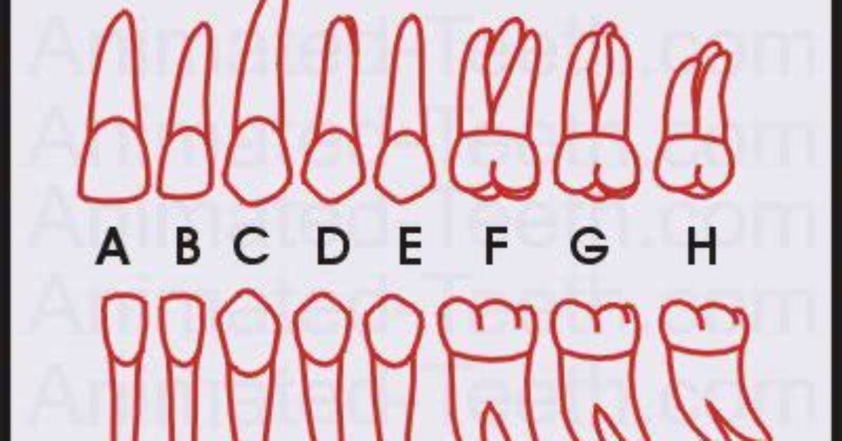 Primary Tooth Identification Quiz