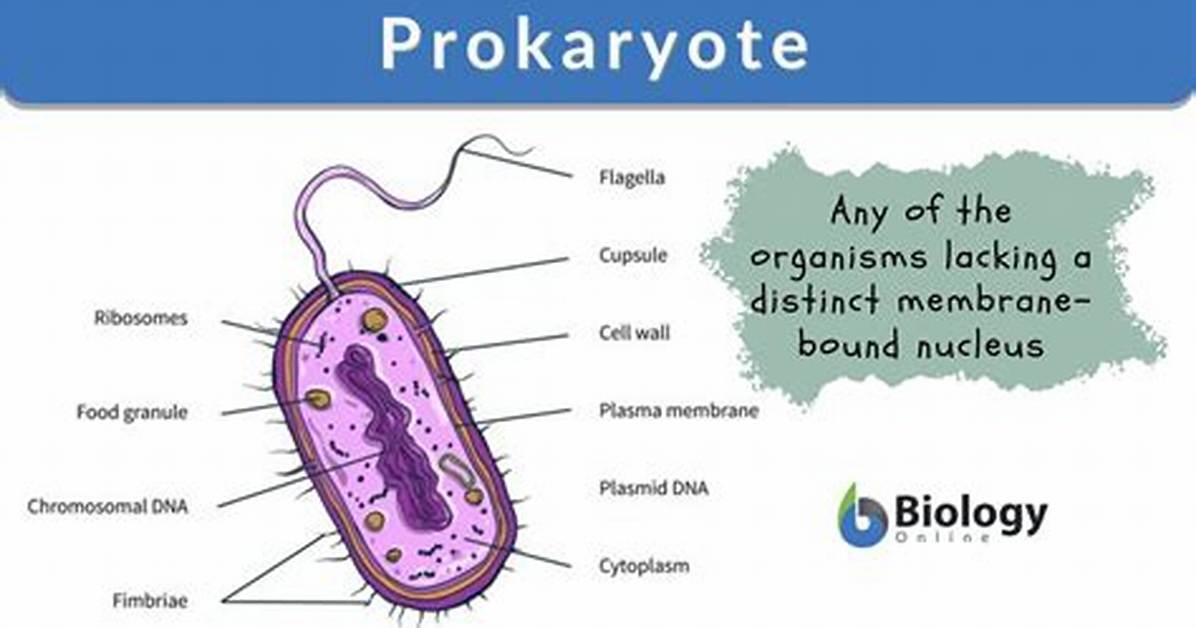 Prokaryote Definition