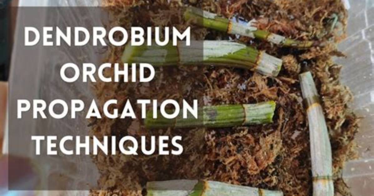Propagating Dendrobium Orchids