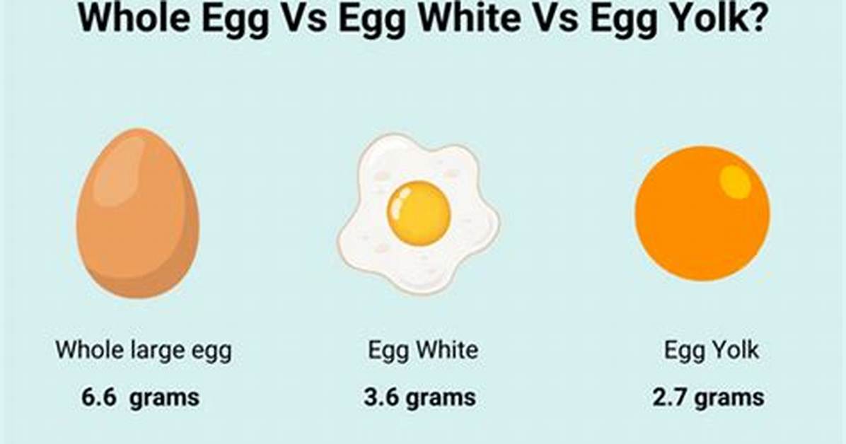 Protein in One Egg - How to Discuss