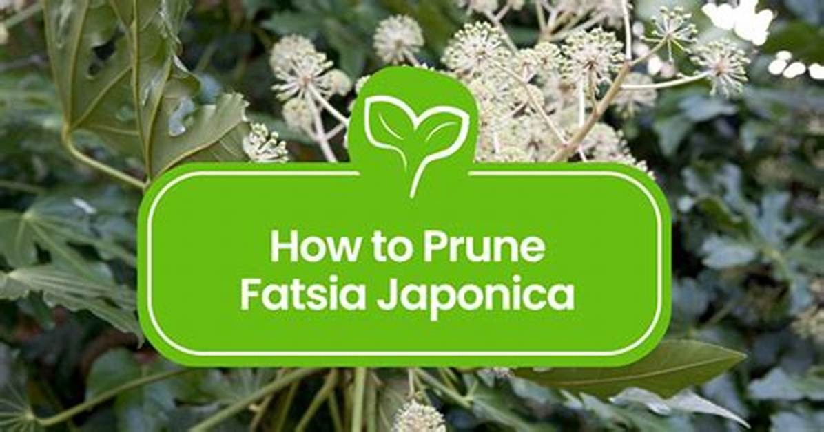 Pruning Fatsia