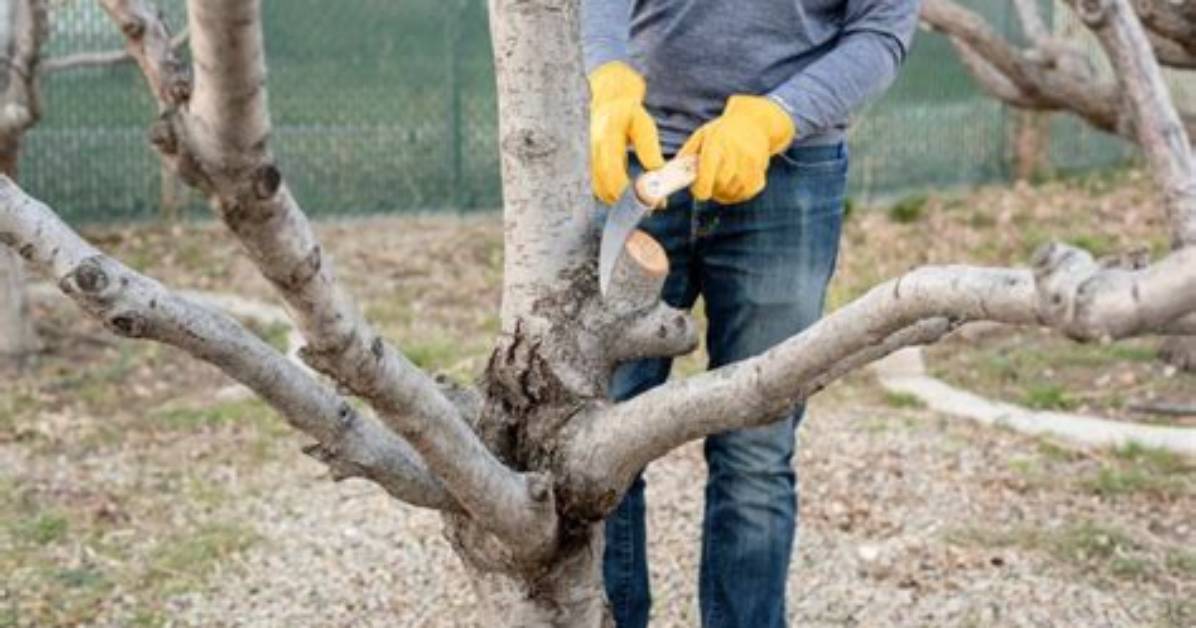 Pruning Old Plum Trees