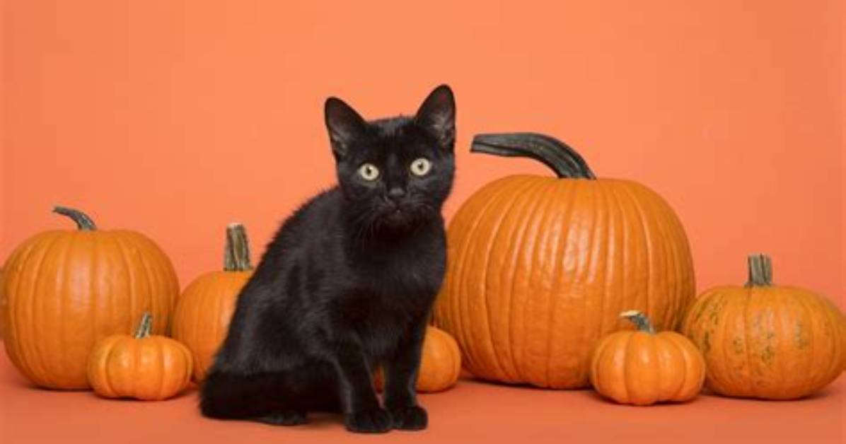 Pumpkin for Cats with Ibd