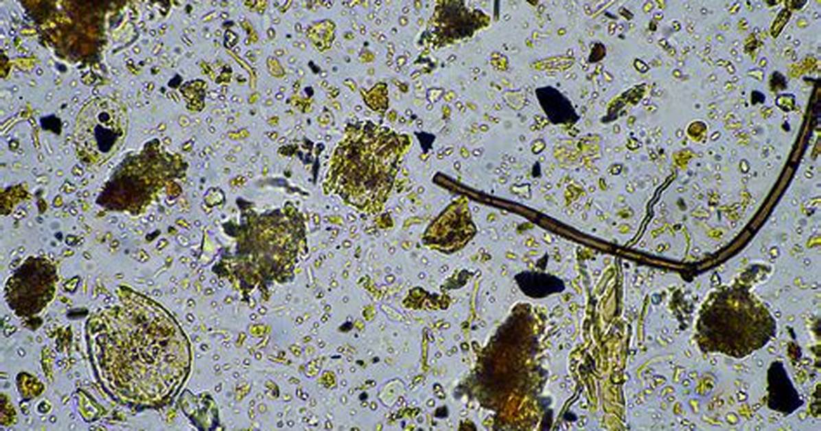Putting Soil Under the Microscope