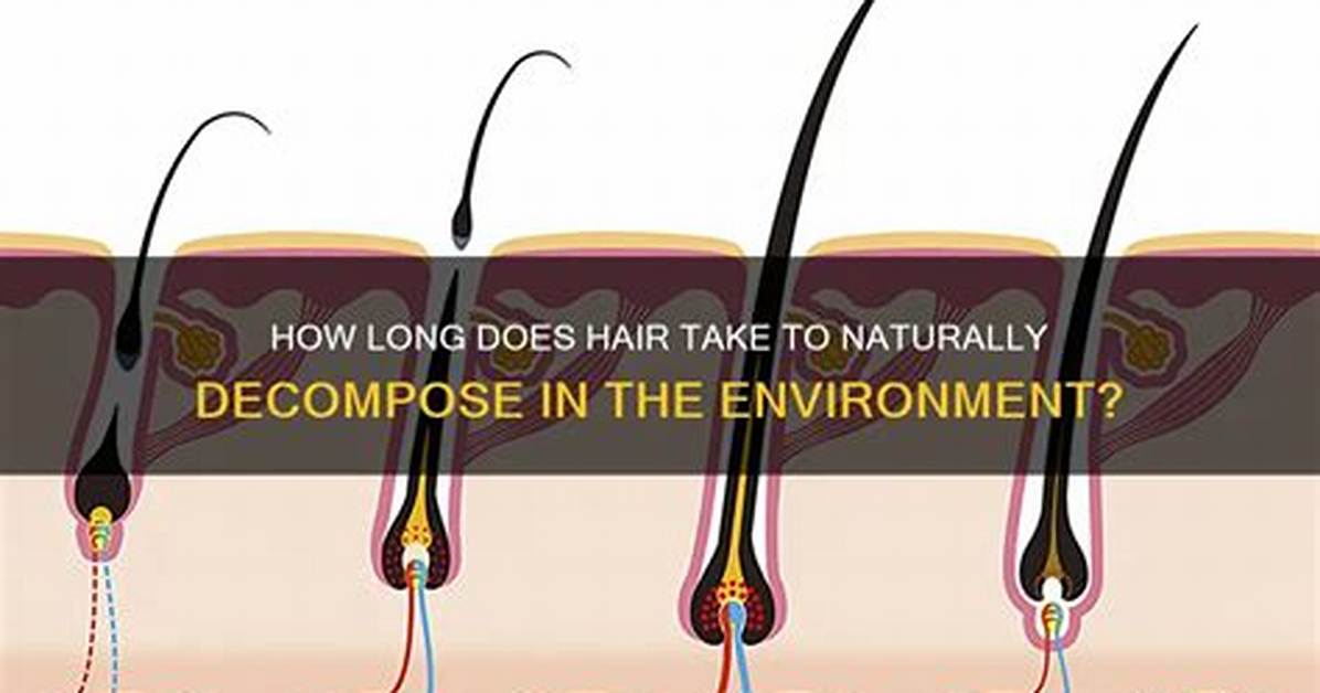 Question: How Long Does Hair Decompose