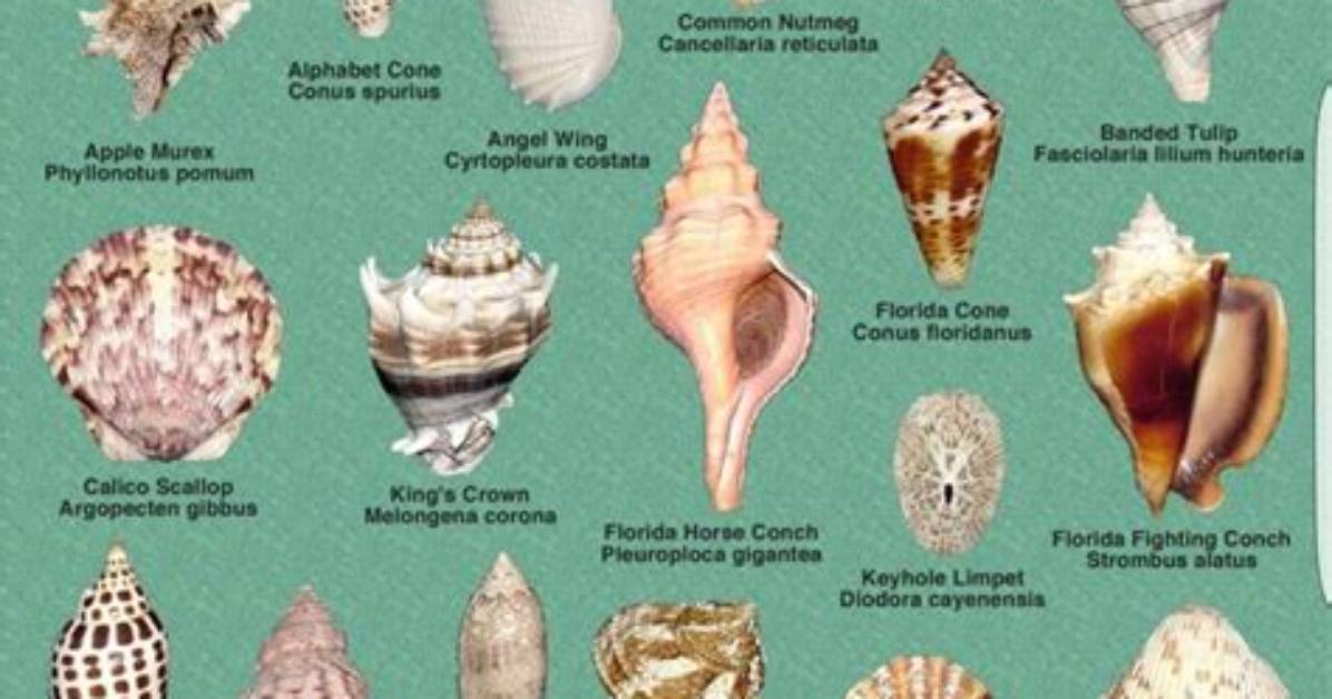 Question: What Is the Most Common Shell Used in Linux?