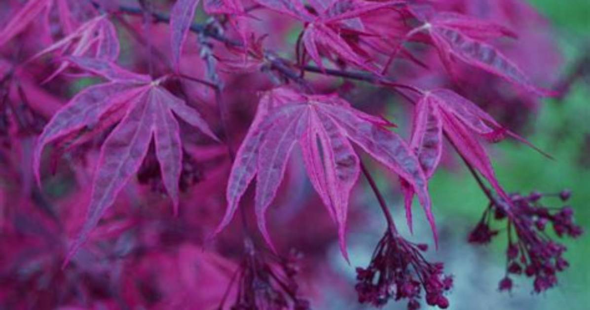 Question: When Do Japanese Maples Bloom