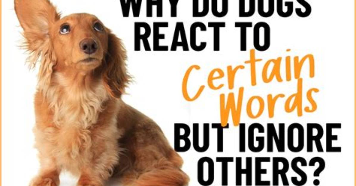 Quick Answer: Do Certain Dogs Have to Be Muzzled?