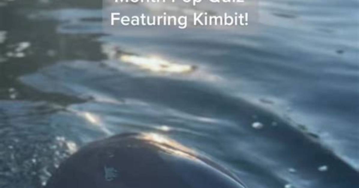 Quick Answer: How Do I Get Dolphin on Ubuntu?