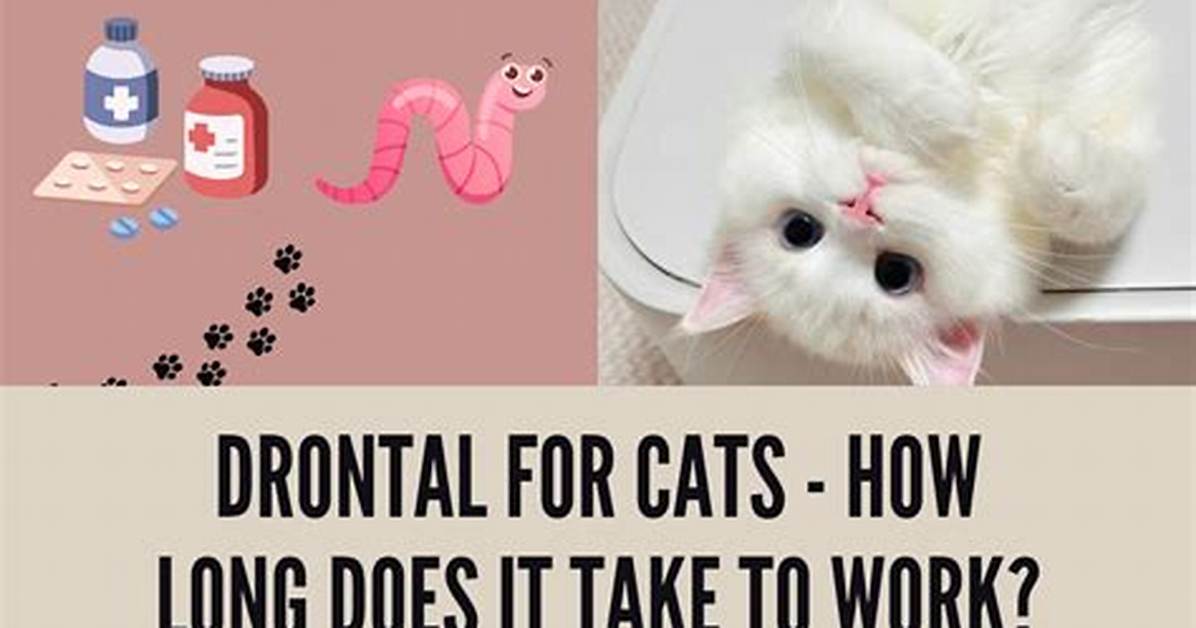 Quick Answer: How Long for Drontal to Work in Dogs