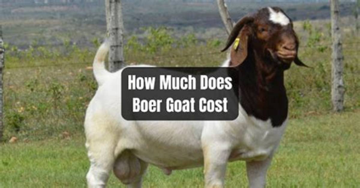 Quick Answer: How Much Does a Boer Goat Cost