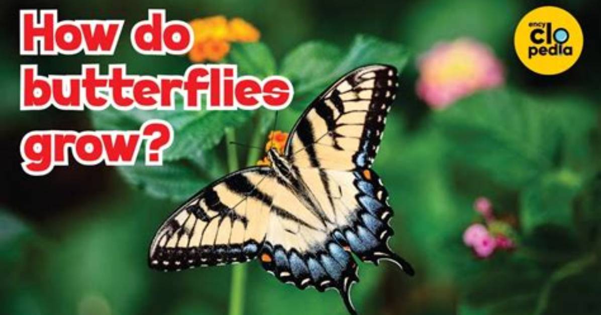 Quick Answer: When Do Butterflies Come Out