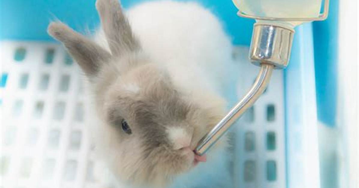 Rabbit Water Bottle Leaking