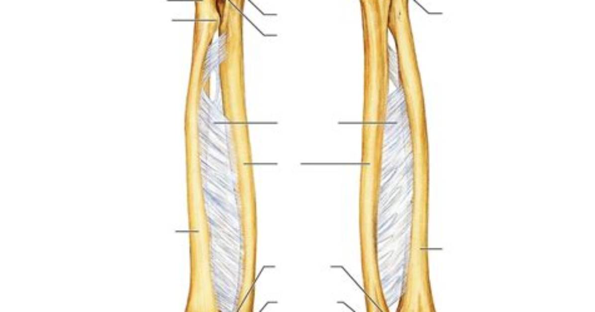 Radius and Ulna Labeling — Printable Worksheet