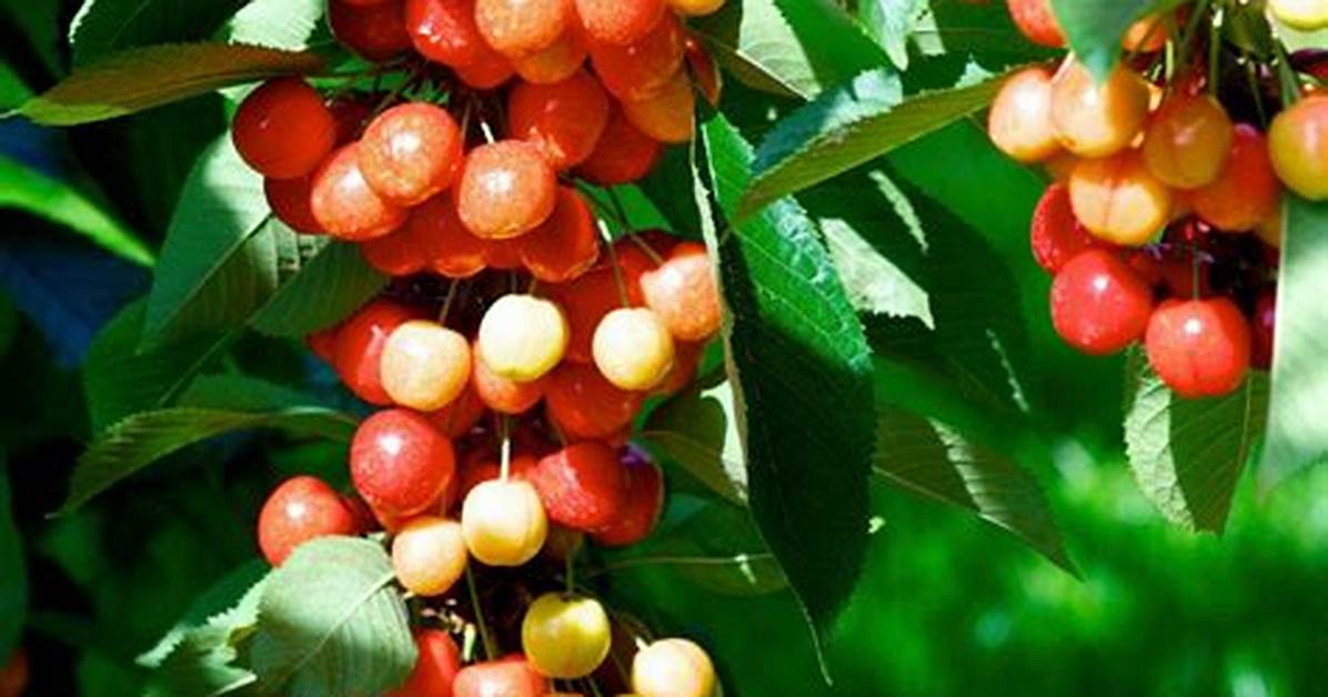 Rainier Cherry Tree Zone
